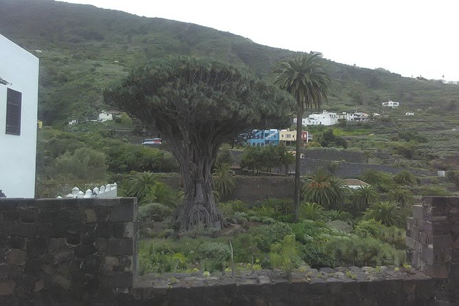 Volcano Teide National Park And North Of The Island VIP TOUR - The Esperanza Forest break for pine and eucalyptus views