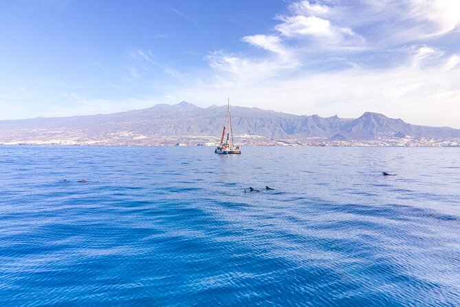 Watching and Listening Whales visiting Los Gigantes&Masca. Food&drinks included - Whale and Dolphin Watching That Actually Feels Practical