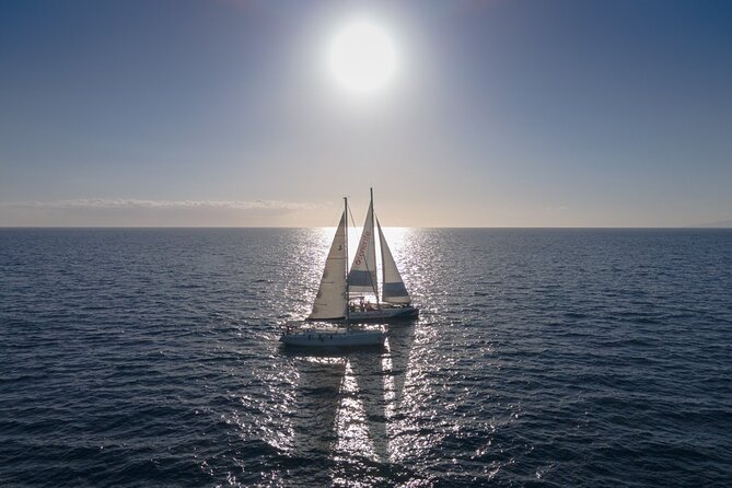Watching and Listening Whales visiting Los Gigantes&Masca. Food&drinks included - Price and Value: Is $68.61 Worth It?