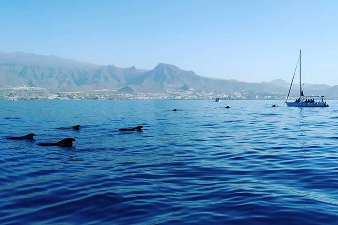 Whale and Dolphin Small Group Sailing from Tenerife South - Who should book this sailing trip (and who might want a backup plan)