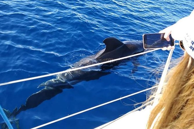 Whale and Dolphin Small Group Sailing from Tenerife South - The boat vibe: small group comfort, English-speaking crew, and the feel of privacy