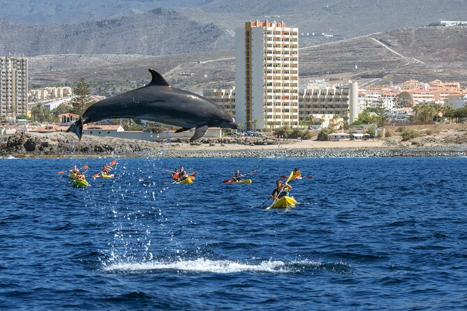 Whale and Dolphin Watching EcoAdventure in Tenerife - Tenerife Coast on a Small Boat, Not a Big-Day Cruise