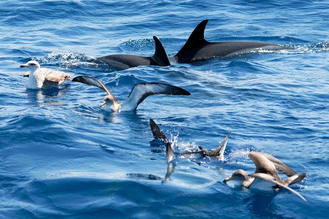 Whale and Dolphin Watching EcoAdventure in Tenerife - What You Might See in Tenerife Waters (And What Helps You Spot It)