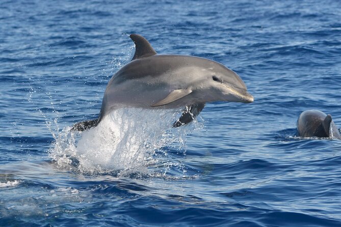 Whale and Dolphin Watching EcoAdventure in Tenerife - Tips to Make Your Trip Smoother (Without Overthinking It)