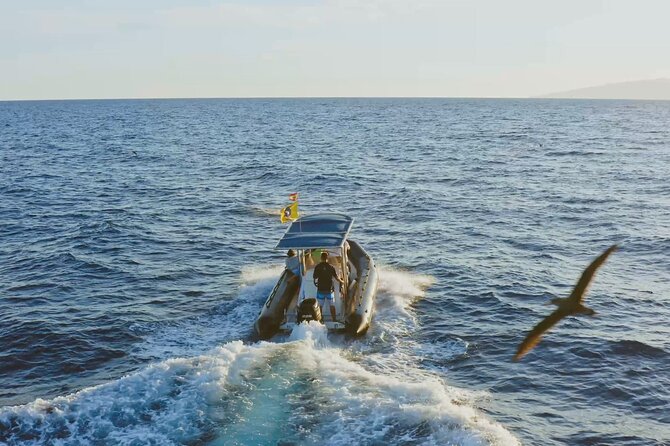 Whale and Dolphin Watching EcoAdventure in Tenerife - Hydrophone Listening: The Part That Makes It Click