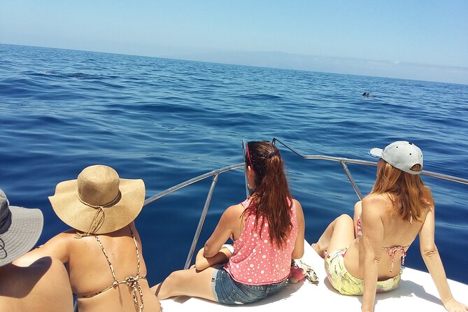 Whale and dolphin watching tour Los Gigantes and Masca in small groups - Whale and dolphin watching off Tenerife: what the tour really focuses on