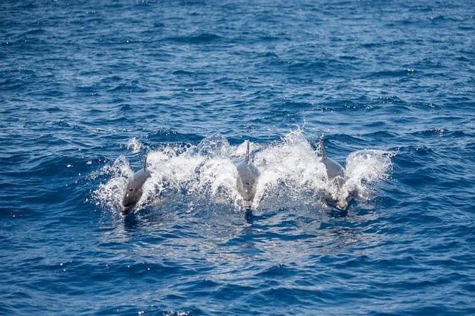 Whale and Dolphin Watching Yacht Trip in Puerto Colon - Boarding the 12-person yacht: what the vibe feels like