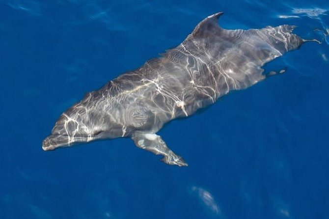 Whale and Dolphin Watching Yacht Trip in Puerto Colon - The captain’s spotting game, and how you can enjoy it more