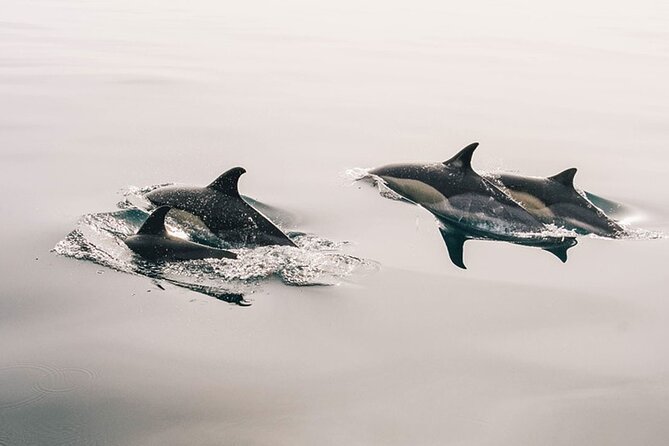 Whale & Dolphin Watching Boat Trip in Tenerife On a Sailing Boat (3 Hr) - Key highlights to know before you go