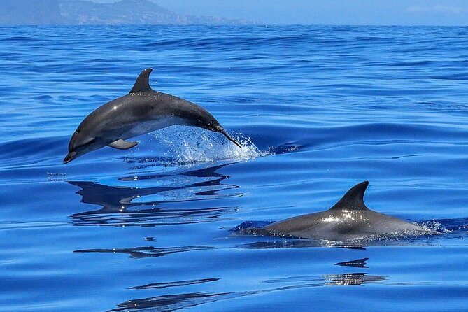Whale & Dolphin Watching Boat Trip in Tenerife On a Sailing Boat (3 Hr) - Value and pricing: why $52.35 can make sense, and when it might not