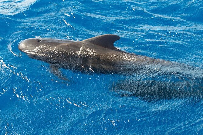 Whale & Dolphin Watching in Tenerife (Puerto Colon) On a Large Catamaran - The Included Swim Stop in a Small Bay (This Is the Real Win)