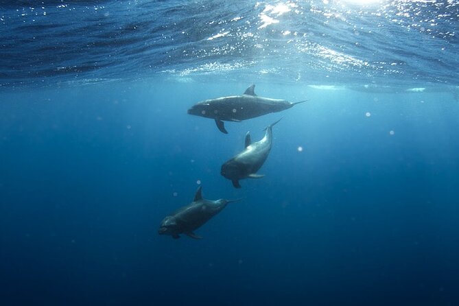 Whale & Dolphin Watching in Tenerife (Puerto Colon) On a Large Catamaran - Open Bar and Food: Value for Money, Not Just Perks