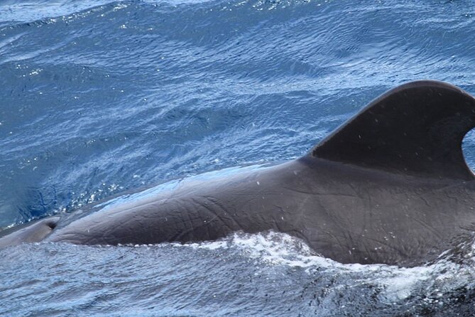 Whale & Dolphin Watching in Tenerife (Puerto Colon) On a Large Catamaran - Where You’ll Go, What Happens, and Why It Matters