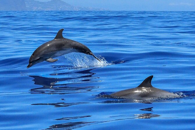 Whale & Dolphin Watching in Tenerife (Puerto Colon) On a Large Catamaran - Meeting Point at Av. de Colón: Getting On Without Stress