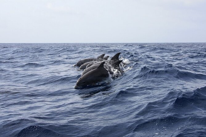 Whale & Dolphin Watching in Tenerife (Puerto Colon) On a Large Catamaran - The Catamaran Advantage: Space, Comfort, and a Social Atmosphere