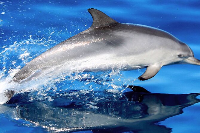Whale & Dolphin Watching With Mustcat Virgin Coast Trip On a Large Catamaran - Key things I’d plan for on this Mustcat catamaran trip