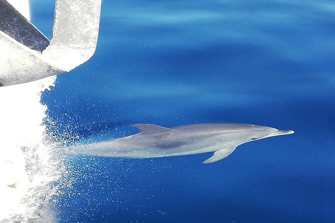Whale & Dolphin Watching With Mustcat Virgin Coast Trip On a Large Catamaran - Whale and dolphin watching: what the route is actually designed to do