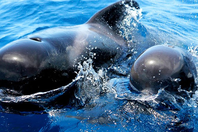 Whale & Dolphin Watching With Mustcat Virgin Coast Trip On a Large Catamaran - The swim stop: your best window to enjoy the water even if sightings are short