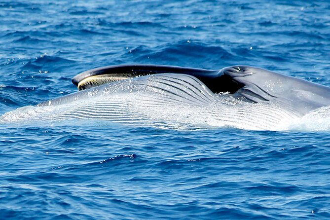 Whale & Dolphin Watching With Mustcat Virgin Coast Trip On a Large Catamaran - Open bar and food onboard: the real value is what it saves you