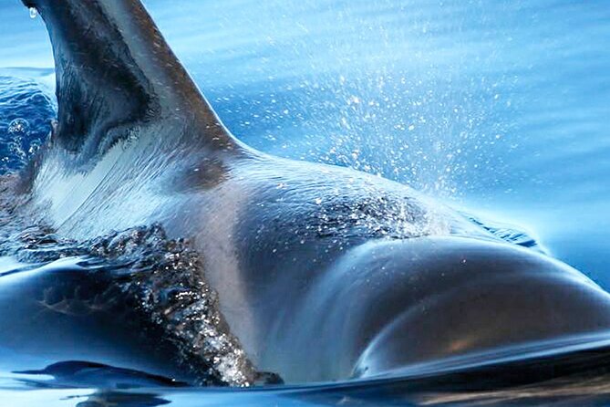 Whale & Dolphin Watching With Mustcat Virgin Coast Trip On a Large Catamaran - Group size on a max 70 traveler catamaran: what to expect onboard