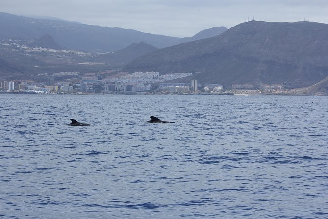 Whale Watching and Marine Science Tour - Where You Meet and How the Boat Day Flows