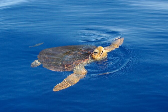 Whale watching and snorkelling in the whale sanctuary - Key highlights worth your attention