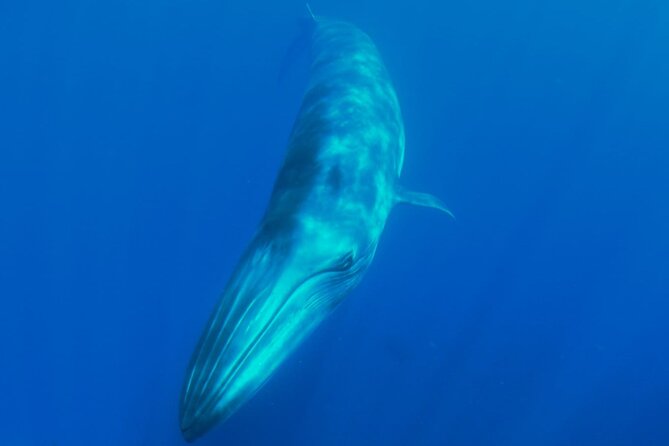 Whale watching and snorkelling in the whale sanctuary - Why this whale sanctuary-style safari feels more intentional