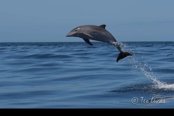 Whale watching and snorkelling in the whale sanctuary - Playa San Juan departure: small-boat comfort and the 2:30 pm start