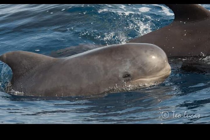 Whale watching and snorkelling in the whale sanctuary - Food, drinks, and how they fit a 3-hour wildlife trip