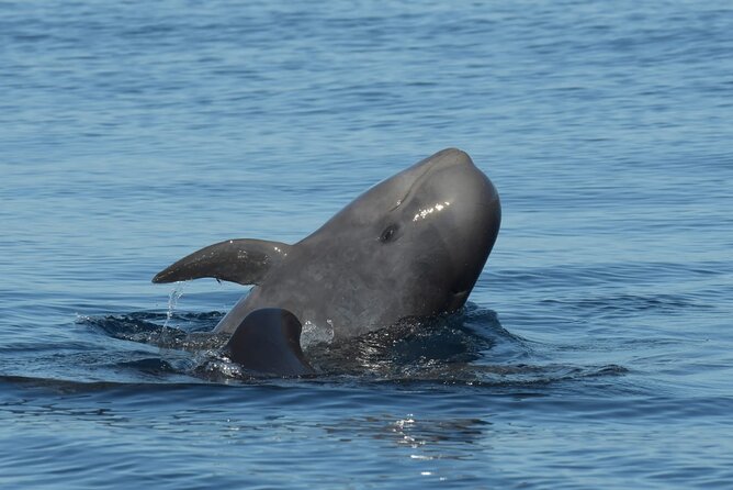 Whale watching and snorkelling in the whale sanctuary - The on-water plan: from La Gomera depths to whale-spotting by depth