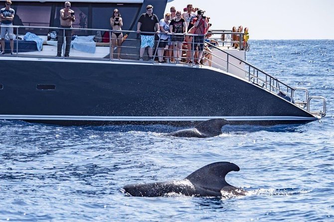 Whale Watching Catamaran in Costa Adeje (Including drinks & Sandwich) - Quick, decision-making details