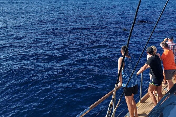 Whale Watching Catamaran in Costa Adeje (Including drinks & Sandwich) - Costa Adeje whale watching from Playa de las Américas