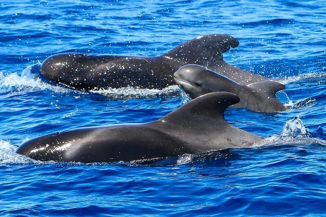 Whale Watching Catamaran to Los Gigantes & Masca (Including drinks & warm lunch) - Half-Day Whale Watching: what you are really buying