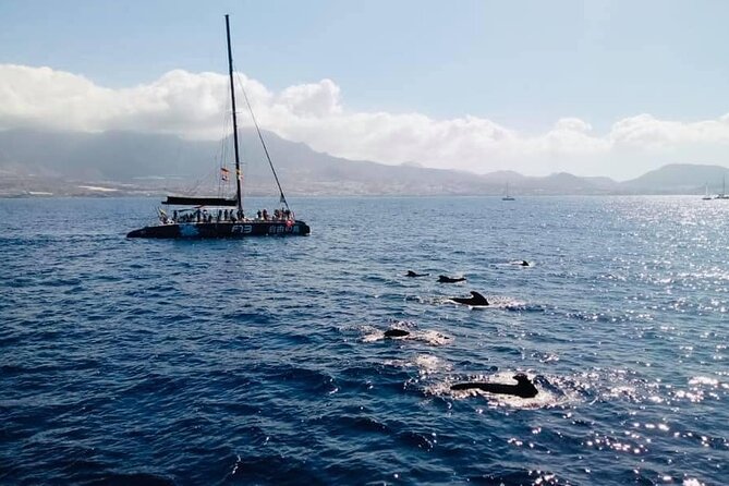 Whale Watching Catamaran to Los Gigantes & Masca (Including drinks & warm lunch) - Group size, boat logistics, and managing expectations