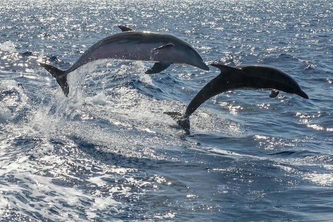 Whale Watching Catamaran to Los Gigantes & Masca (Including drinks & warm lunch) - Wildlife spotting: what the crew actually does