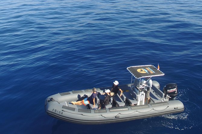 Whale Watching Eco-Adventure from Costa Adeje - Key Points That Matter Before You Go