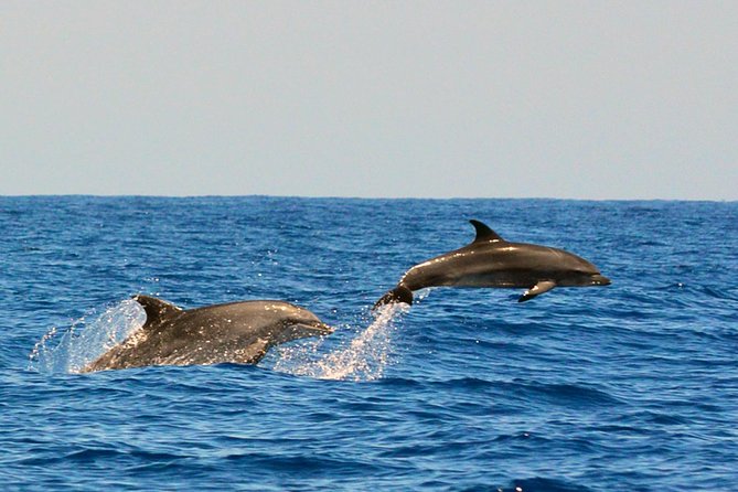 Whale Watching Eco-Adventure from Costa Adeje - Why This Costa Adeje Whale Trip Feels Low-Impact