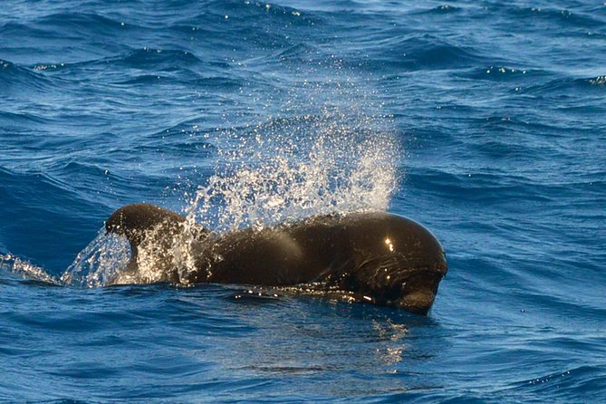Whale Watching Eco-Adventure from Costa Adeje - Boarding the 8 Meter RIB: Comfort, Views, and How the Boat Affects the Sighting