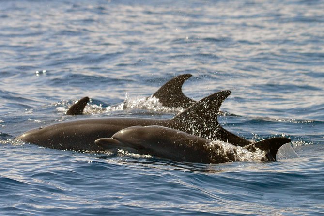 Whale Watching Eco-Adventure from Costa Adeje - Live Photos by Email: A Real Convenience After the Splash