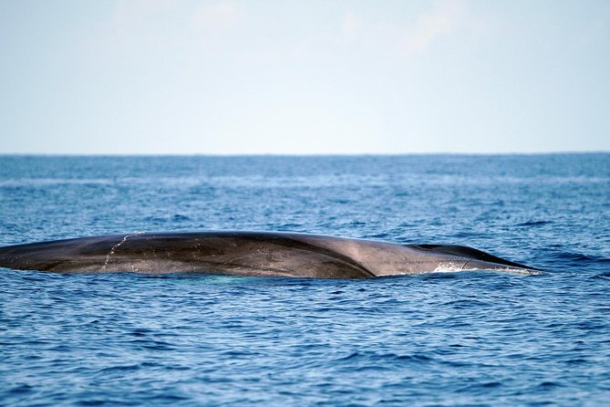 Whale Watching Eco-Adventure from Costa Adeje - Price and Value: Is $72.56 Worth It?