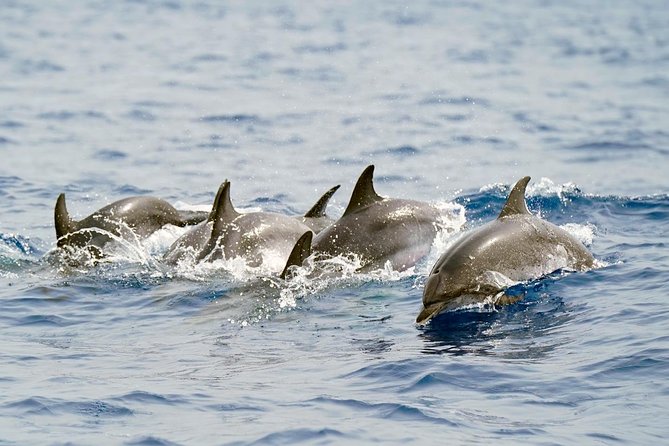 Whale Watching Eco-Adventure from Costa Adeje - Where You Meet in Costa Adeje, and What That Means for Your Day