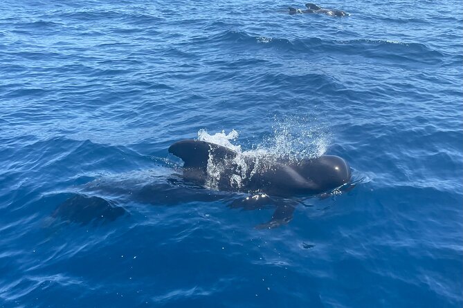 Whales and Dolphins excursion on a Luxury Yacht in Canary Islands - Price and Value: Does $104 Feel Like a Deal?