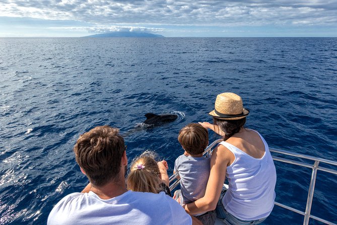 Whales & Dolphins watching in exclusive sailboat - Key highlights that matter on this trip
