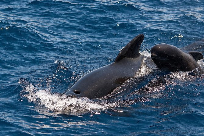 Whales & Dolphins watching in exclusive sailboat - Getting to Marina Puerto Colón, Pantalán 8 (and back again)