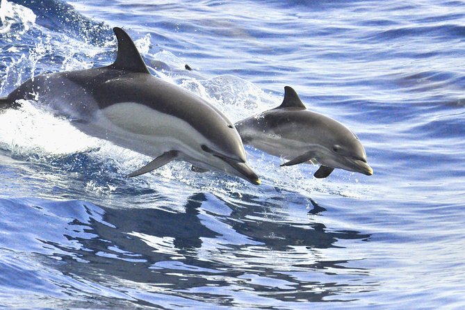 Whales & Dolphins watching in exclusive sailboat - Swim and snorkeling time: crystal-clear water, but bring your towel plan