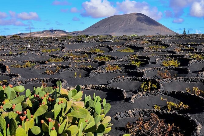 Winery Tour and Tasting in Tenerife with the Sommelier - Getting to the meeting point in El Sauzal (and planning your hour)