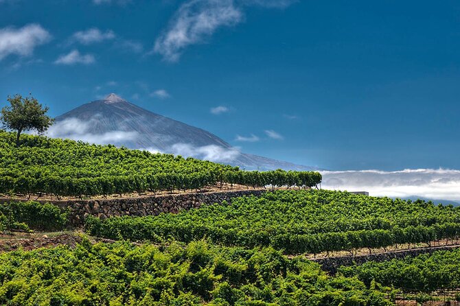 Winery Tour and Tasting in Tenerife with the Sommelier - In the tasting room: 4 wines, a clear tasting sequence, and the sommelier’s guidance