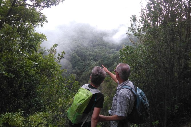 Wonderful hike through the Magic Forest of Tenerife - Key highlights at a glance