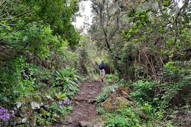 Wonderful hike through the Magic Forest of Tenerife - Stop 1: Natural Park of Teno and the thousand-year-old forest vibe