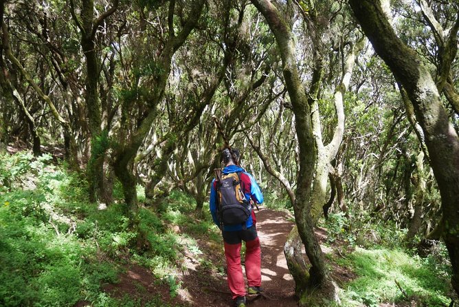 Wonderful hike through the Magic Forest of Tenerife - What to bring: shoes, layers, rain gear, and water